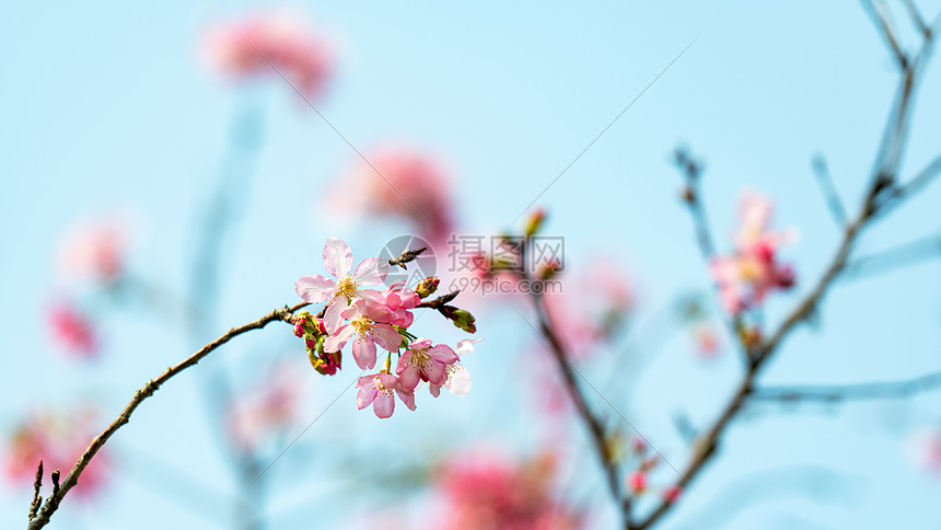 绽开的樱花图片