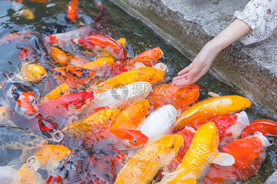 美女喂食金鱼锦鲤特写图片