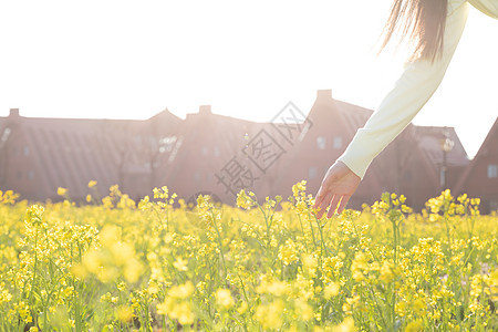 女性手部掠过油菜花田特写背景图片