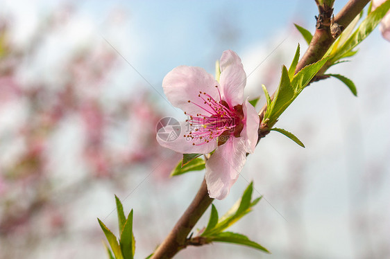 早春桃花图片