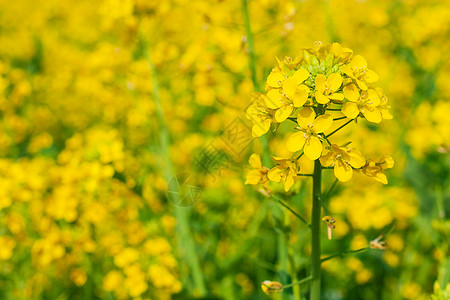 油菜花金黄油菜花田高清图片