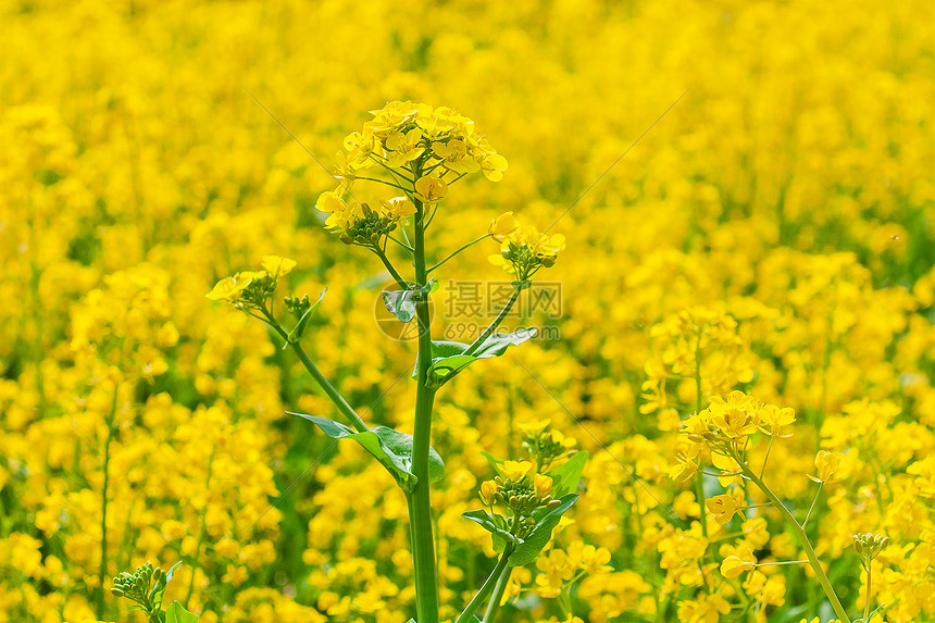 油菜花图片