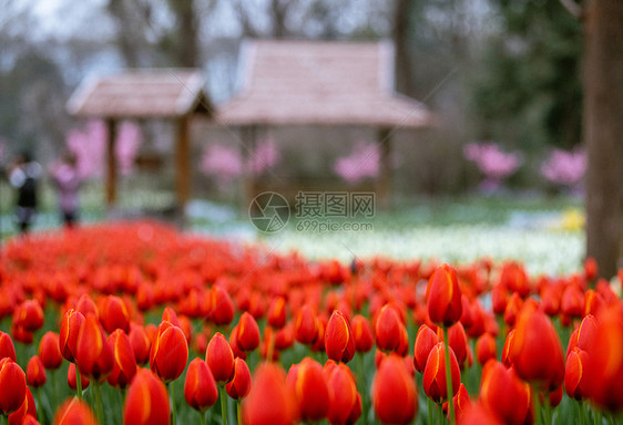 春天的郁金香花图片