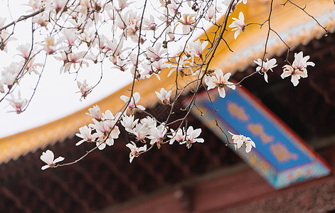 南京春天朝天宫的玉兰花建筑高清图片素材