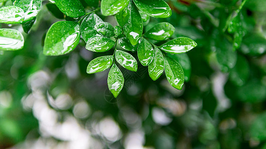 春天雨水水珠图片