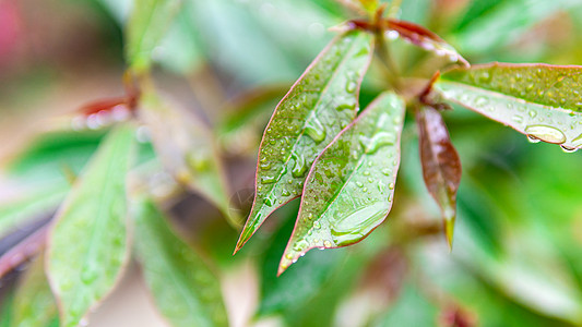 春天雨水水珠背景图片