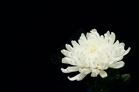 白色菊花图片 白色菊花素材 白色菊花高清图片 摄图网图片下载