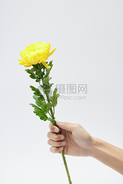 菊花花卉清明节静物图片