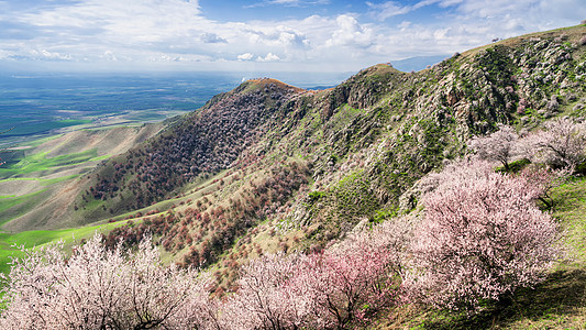 新疆伊犁吐尔根杏花野山花背景图片