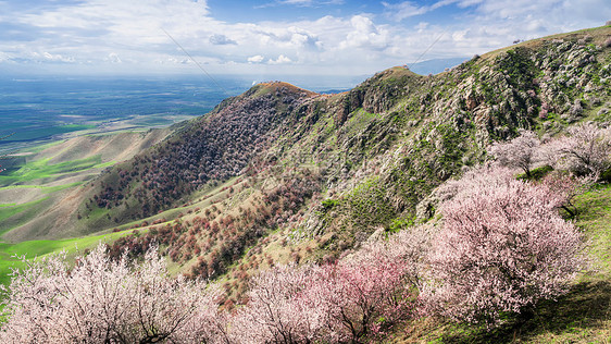 新疆伊犁吐尔根杏花野山花图片