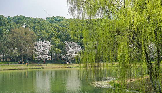 湖边垂柳图片