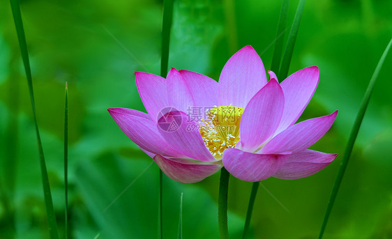 荷花盛开图片