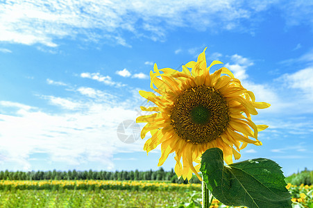 夏季葵花图片