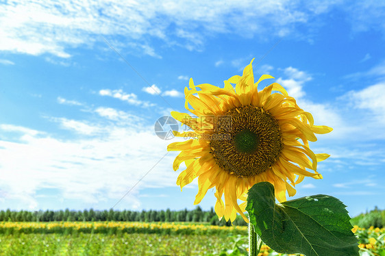 夏季葵花图片