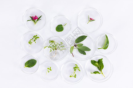 用培养皿培育植物科学研究静物图片