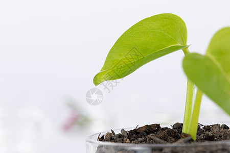 实验室培育植物特写图片