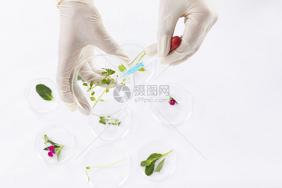 培育植物科学研究手部特写图片