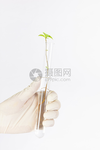 试管培育植物科学研究静物图片