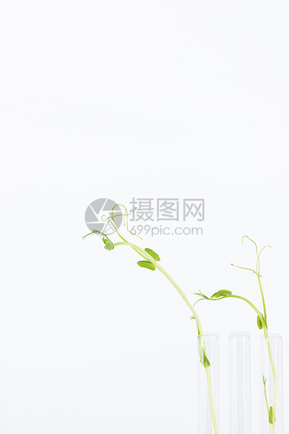 试管培育植物发芽科学培养图片