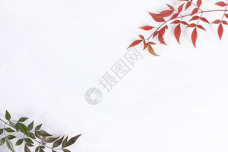 植物树叶背景素材背景图片