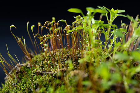 在苔藓上发芽的嫩苗背景图片