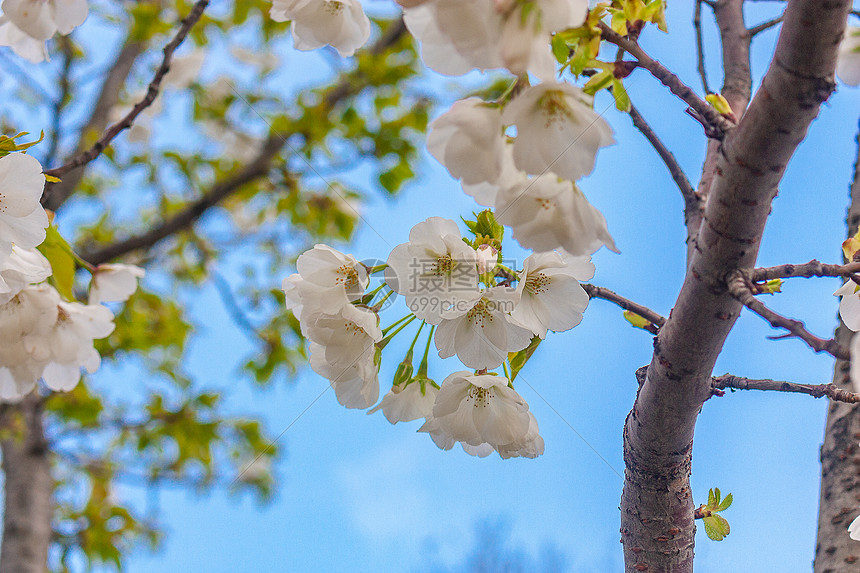 樱花图片