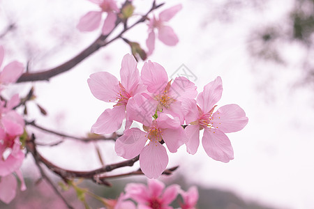 樱花手绘春天盛开的樱花背景