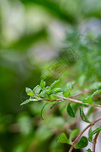 春天雨水水珠图片