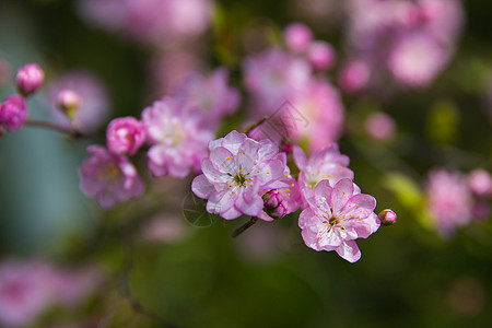 麦李花图片