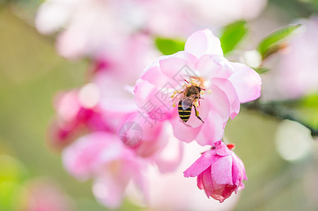 红富士苹果树粉色海棠背景