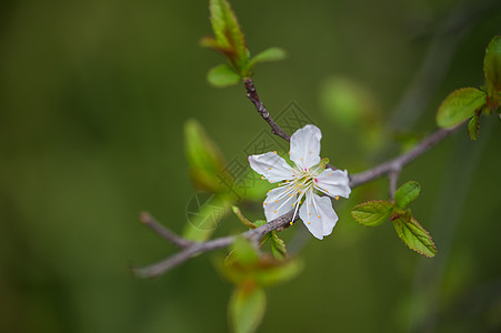 麦里花盛开图片