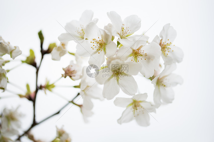 初开的白色樱花图片