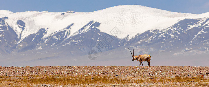 青藏高原雪山青藏高原藏羚羊背景