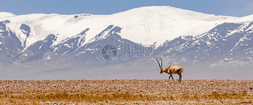 青藏高原藏羚羊图片