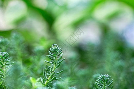 植物上的雨水图片