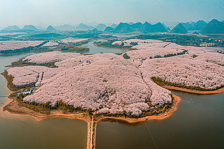 拍摄于贵州平坝樱花园粉色樱花图片