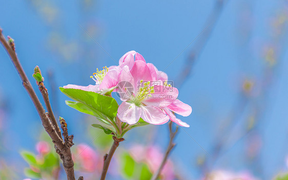 海棠花图片