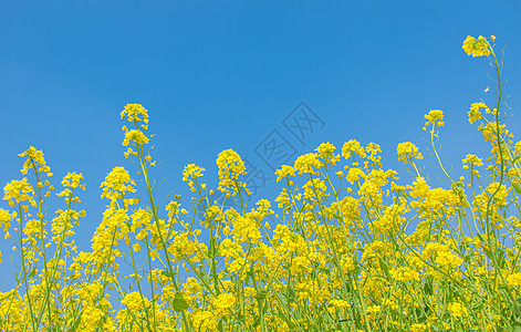 油菜花图片