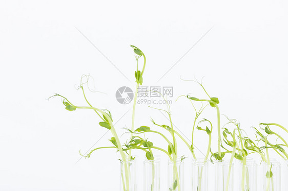 无土栽培植物嫩芽幼苗图片