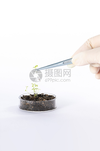 镊子夹起一颗培养皿中的植物图片