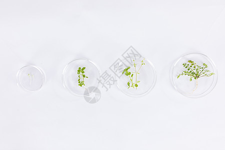 培养皿中植物生长形态对比图片