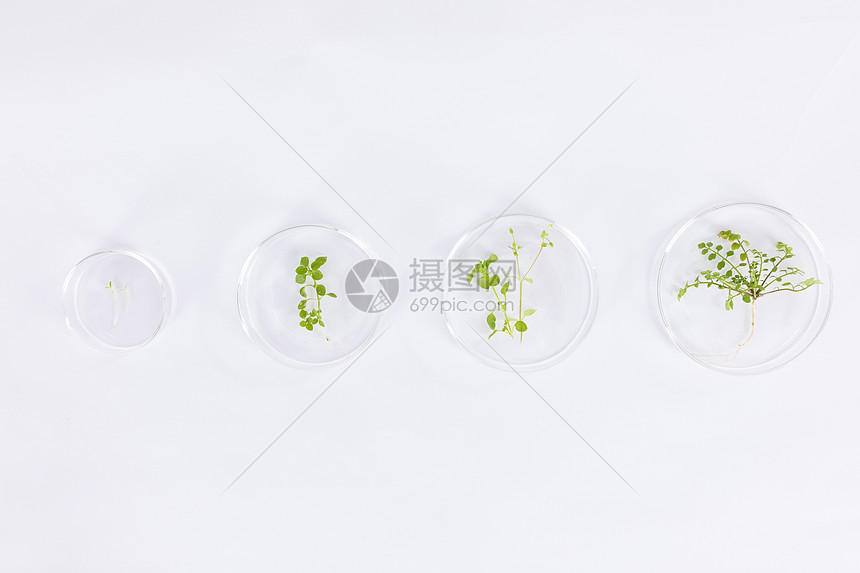 培养皿中植物生长形态对比图片