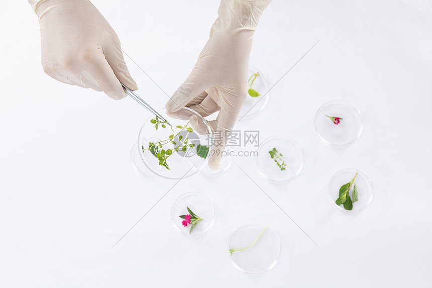 从培养皿中取出植物图片