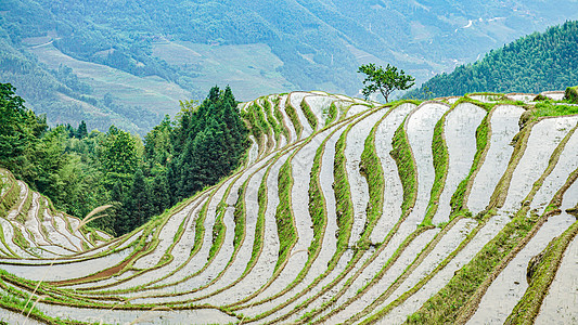 千年瑶寨春耕的梯田背景