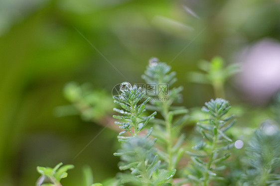 植物上的雨水图片