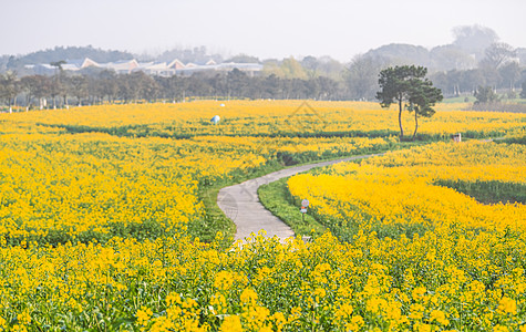 南京高淳国际慢城春天的油菜花田图片