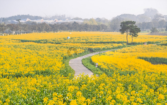 南京高淳国际慢城春天的油菜花田图片