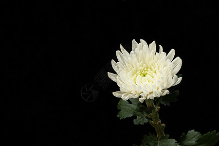 白菊花照片 白菊花背景 白菊花摄影图片下载 摄图网 白菊花照片 白菊花背景 白菊花摄影图片下载 摄图网