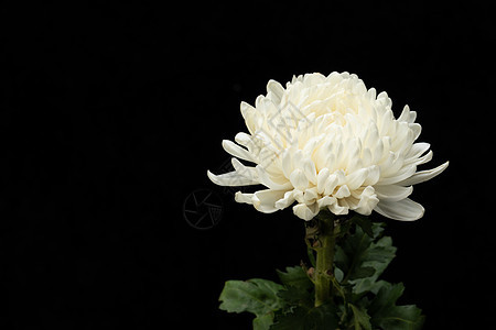 白菊花照片 白菊花背景 白菊花摄影图片下载 摄图网