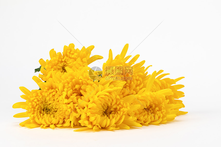 黄色花卉菊花金丝菊高清图片下载 正版图片 摄图网